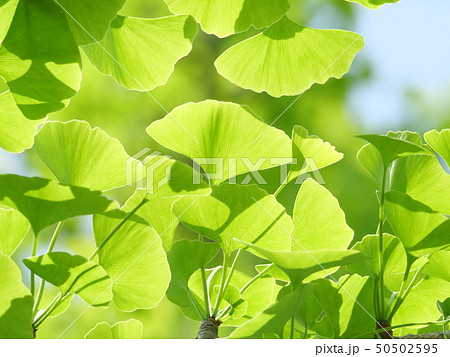 イチョウの葉 50502595