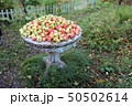 Green red apples lie on an old wooden table outdoor in the garden 50502614