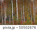 Birches in yellow autumn birch forest in october among other birches in birch grove 50502676