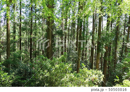 新緑の森 50503016
