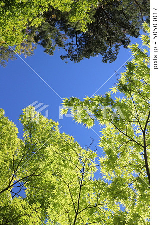新緑の森 50503017