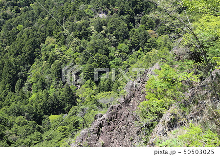新緑の森 50503025