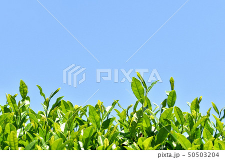 茶畑 50503204
