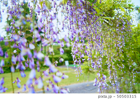 かざはやの里_藤の花_No13 50503315