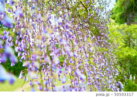 かざはやの里_藤の花_No14 50503317
