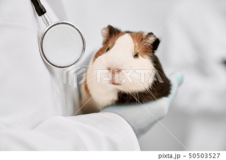 Cute white and brown hamster close up. 50503527