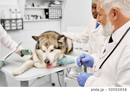 Dog lying in vet cabinet before vaccination. Dog lying in vet cabinet before vaccination. 50503938