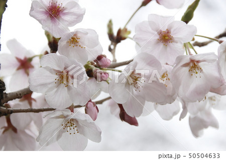桜・ソメイヨシノの花びら 50504633