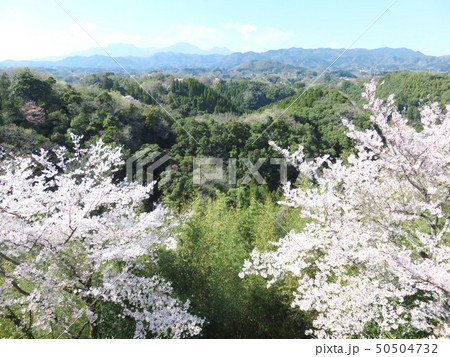 岡城址の桜(大分県竹田市) 岡城址の桜(大分県竹田市) 50504732