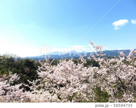 岡城址の桜(大分県竹田市) 岡城址の桜(大分県竹田市) 50504735