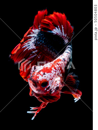Betta fish koi fish kohaku Red White Betta fish koi fish kohaku Red White 50504803