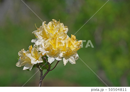 黄色いツツジの花の写真素材