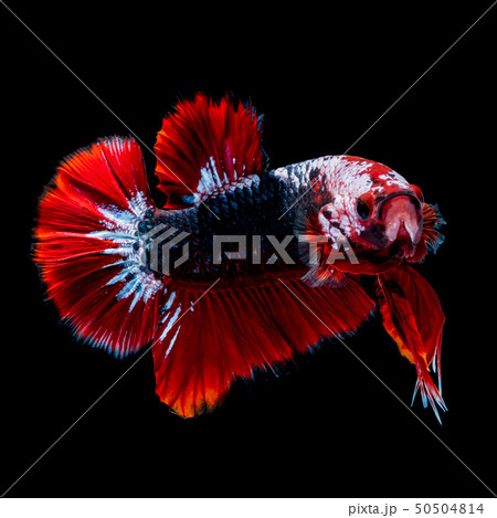 Betta fish koi fish kohaku Red White Betta fish koi fish kohaku Red White 50504814