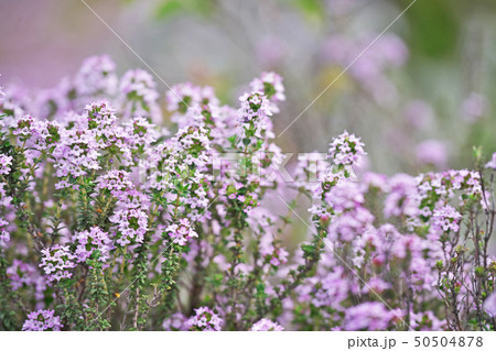 小さな花びらのクリーピングタイムの花の写真素材