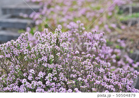 小さな花びらのクリーピングタイムの花 50504879