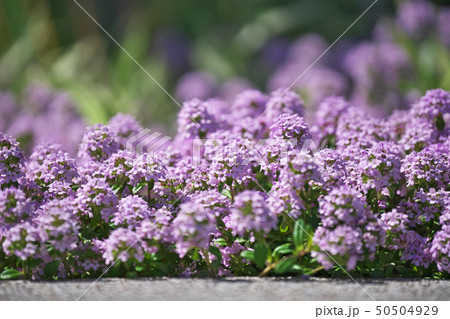 小さな花びらのクリーピングタイムの花 50504929