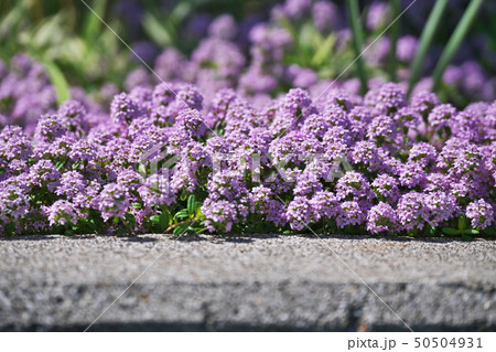 小さな花びらのクリーピングタイムの花の写真素材