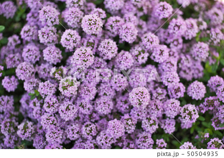 小さな花びらのクリーピングタイムの花 50504935