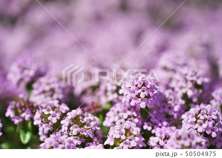 小さな花びらのクリーピングタイムの花 50504975