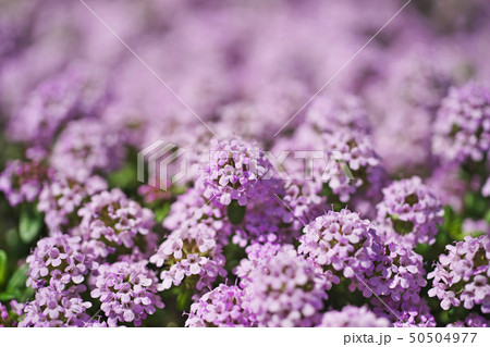 小さな花びらのクリーピングタイムの花 50504977