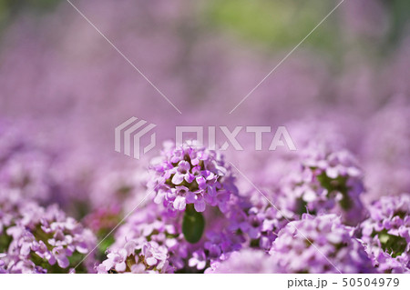 小さな花びらのクリーピングタイムの花 50504979