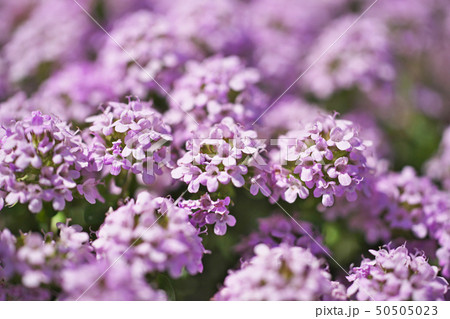 小さな花びらのクリーピングタイムの花 50505023
