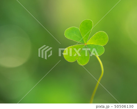 Green clover leaf on green background. Saint Green clover leaf on green background. Saint 50506130