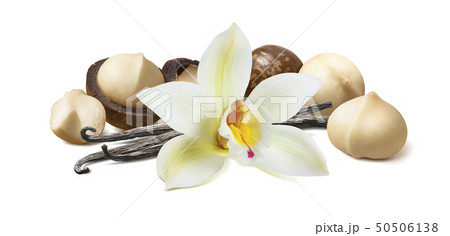 Vanilla flower and pods with macadamia nuts Vanilla flower and pods with macadamia nuts 50506138