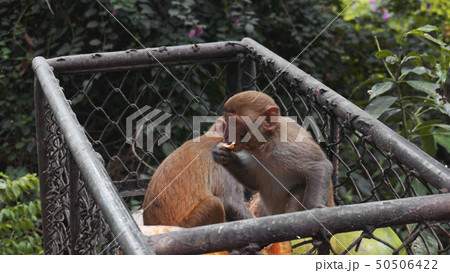 Monkeys steal food fruits from metal carts Monkeys steal food fruits from metal carts 50506422