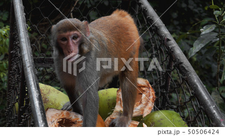Monkeys steal food fruits from metal carts Monkeys steal food fruits from metal carts 50506424