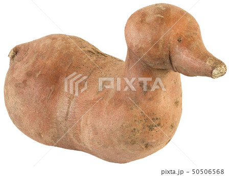 Ipomoea Batatas Cutout Ipomoea Batatas Cutout 50506568