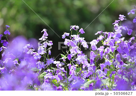 花大根(ムラサキハナナ)の花 花大根(ムラサキハナナ)の花 50506627