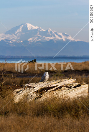 Snowy Owl and mountain baker Snowy Owl and mountain baker 50506637
