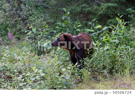 grizzly bear grizzly bear 50506724