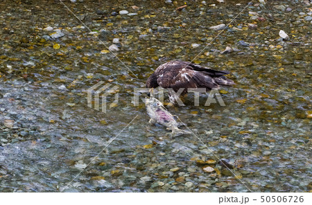 Bald eagle eating salmon Bald eagle eating salmon 50506726