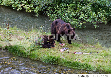 grizzly bear grizzly bear 50506770