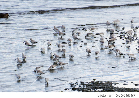 Sanderling 50506967