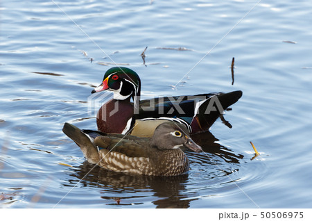 Wood Duck Wood Duck 50506975