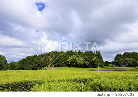 大熊笹場（初夏） 50507608