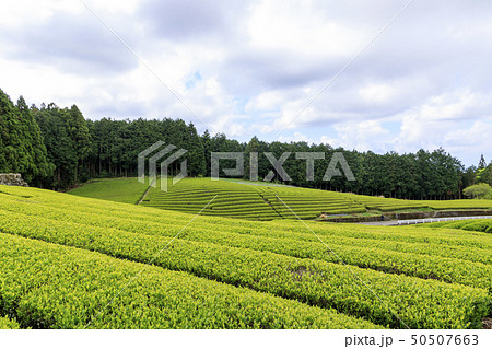 大熊笹場（初夏） 50507663