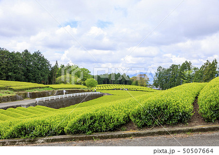 大熊笹場（初夏） 50507664