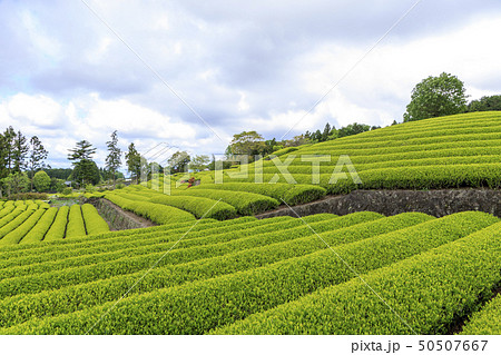 大熊笹場(初夏) 大熊笹場(初夏) 50507667
