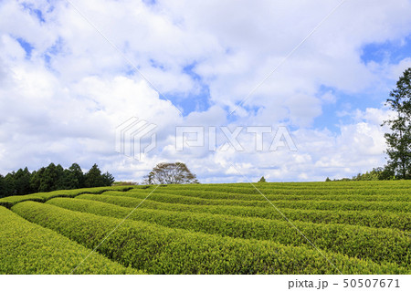 大熊笹場(初夏) 大熊笹場(初夏) 50507671