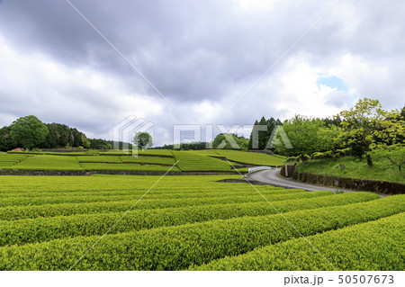 大熊笹場（初夏） 50507673