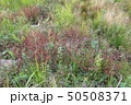 Wildflowers. Spring or summer wildflowers closeup. Сlover grass 50508371