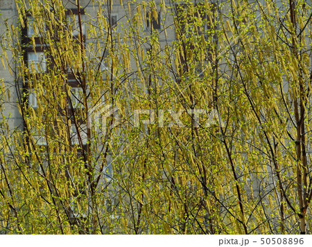 Yellow spring 50508896