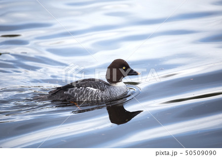 common goldeneye common goldeneye 50509090
