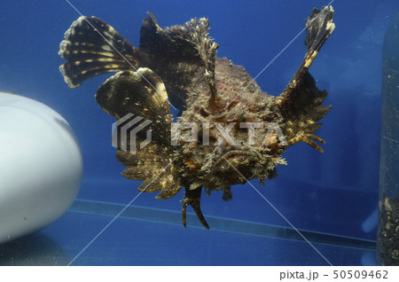 オコゼ　（オニオコゼ） 50509462