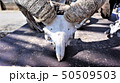 鹿の角、頭蓋骨、群馬サファリパーク 50509503