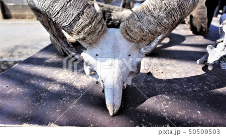 鹿の角、頭蓋骨、群馬サファリパーク 50509503